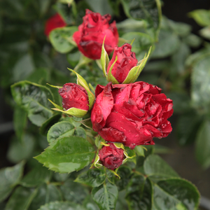 Rosa  Inge Kläger - crvena  - floribunda ruže